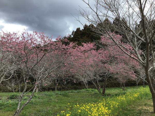 20260327　菜の花桜３