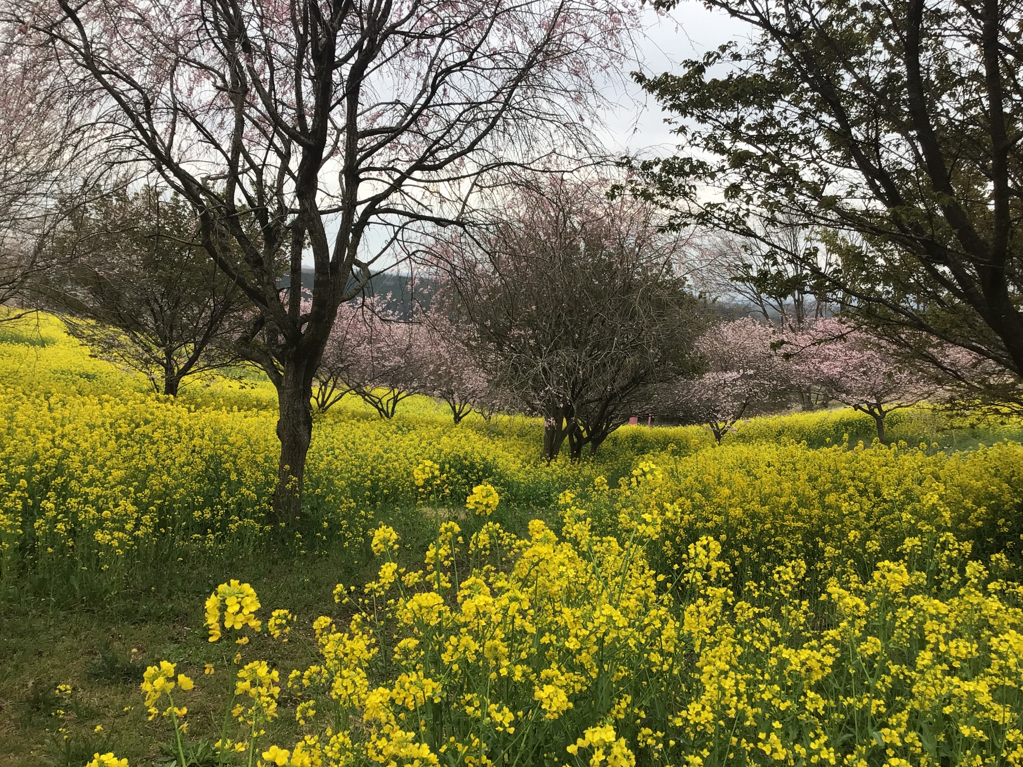 20260404＿菜の花