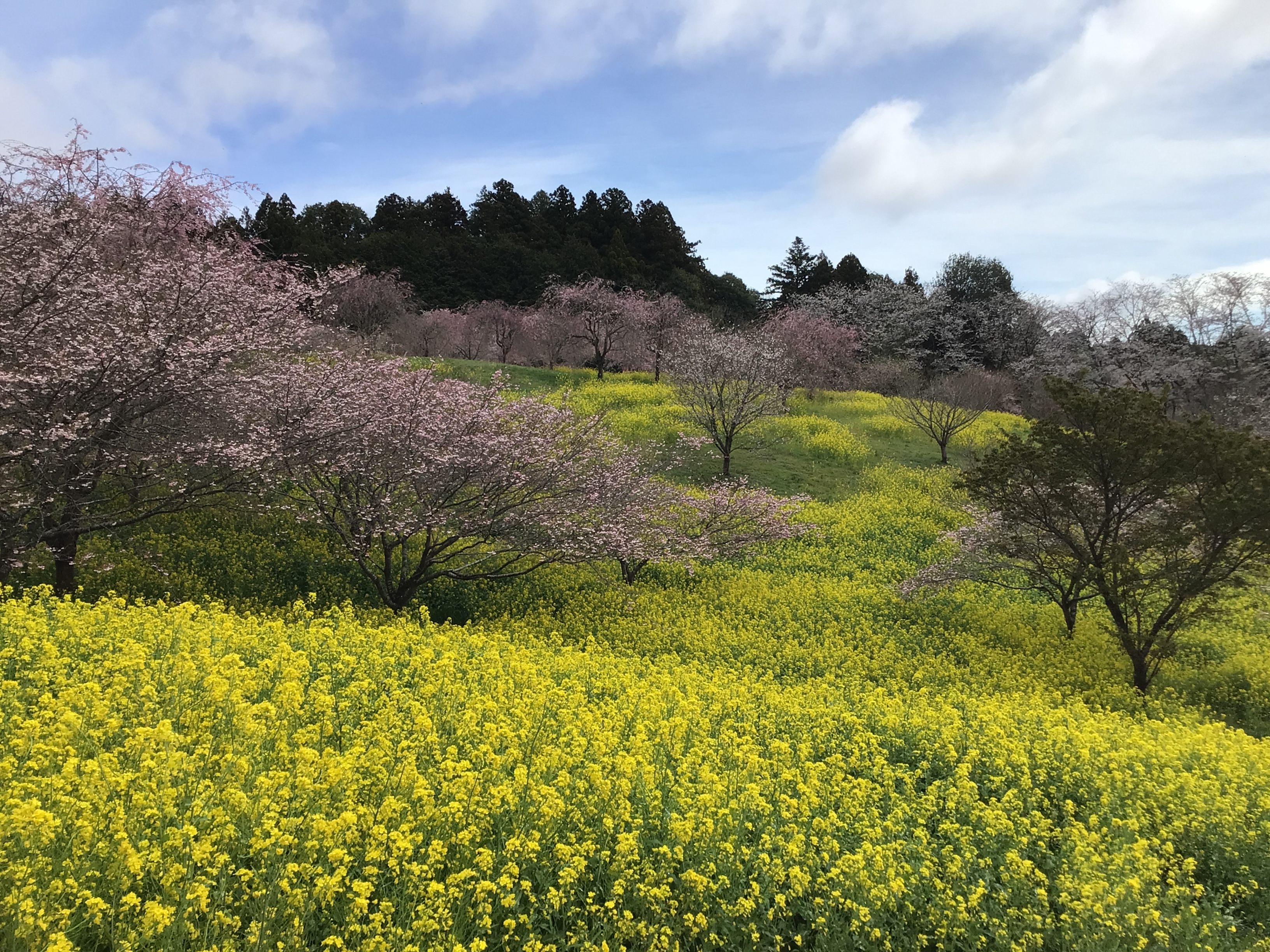 20260405＿菜の花