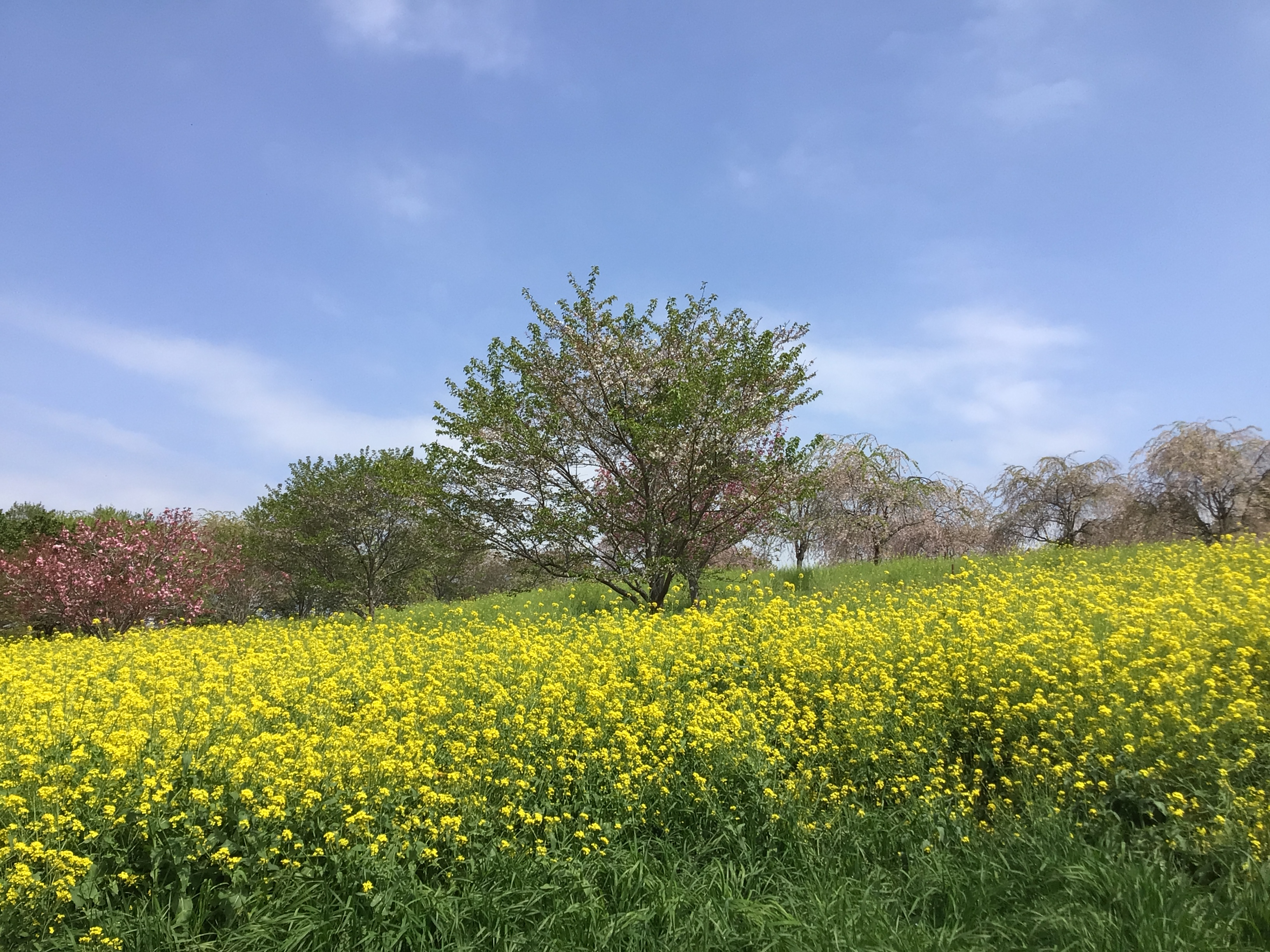 20260414_菜の花2
