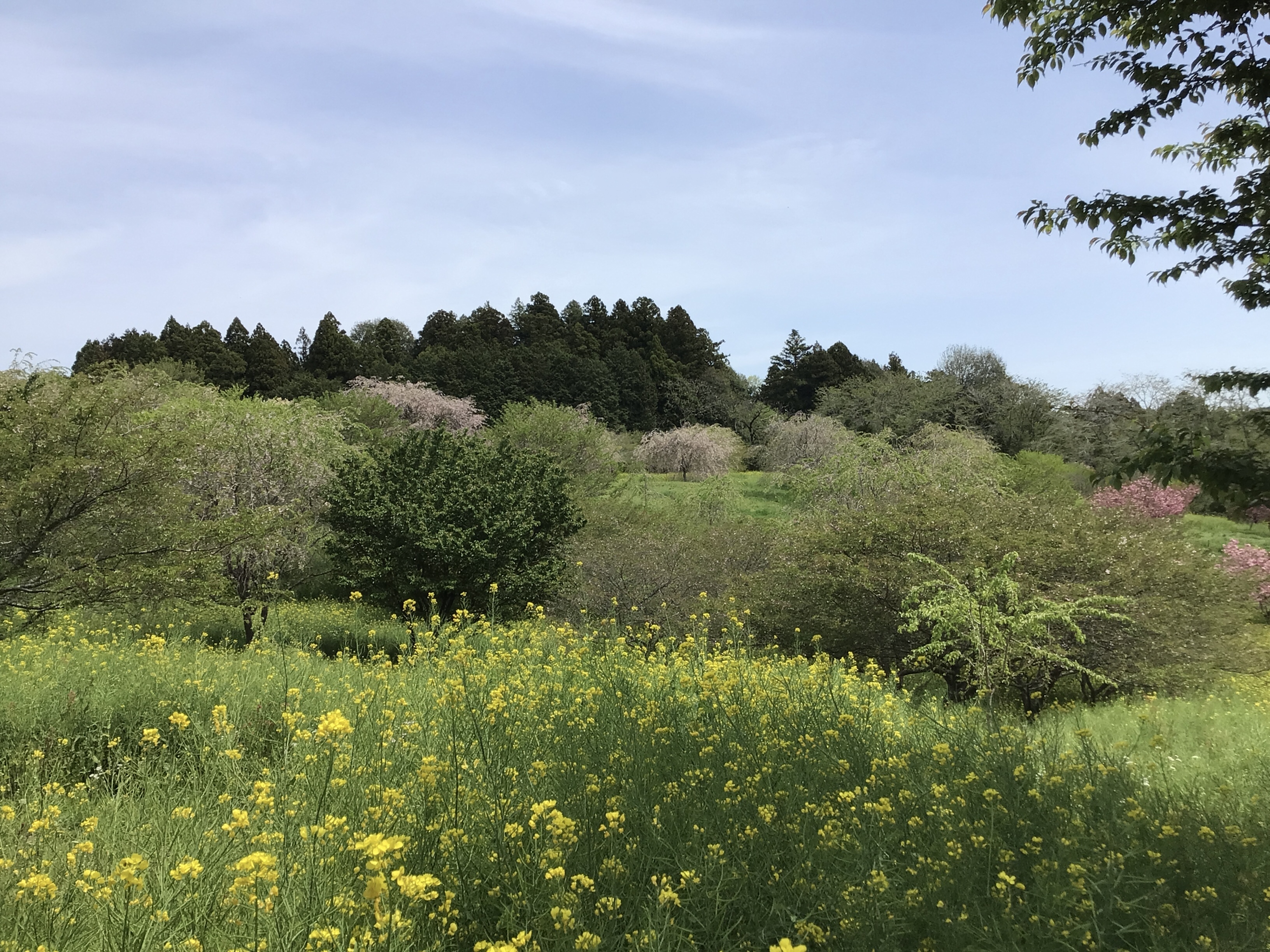 20260417_菜の花1