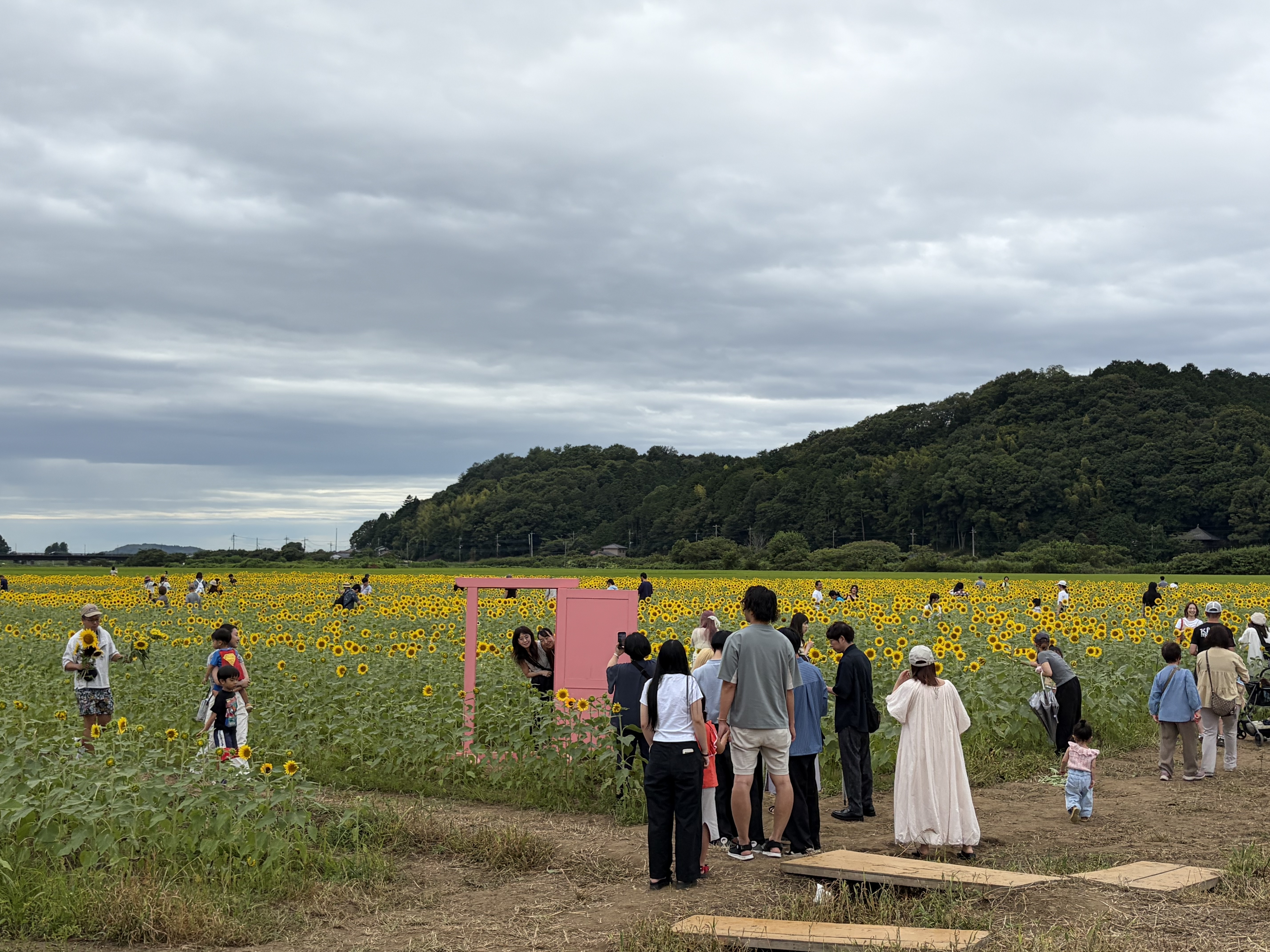 20260811_ひまわり2