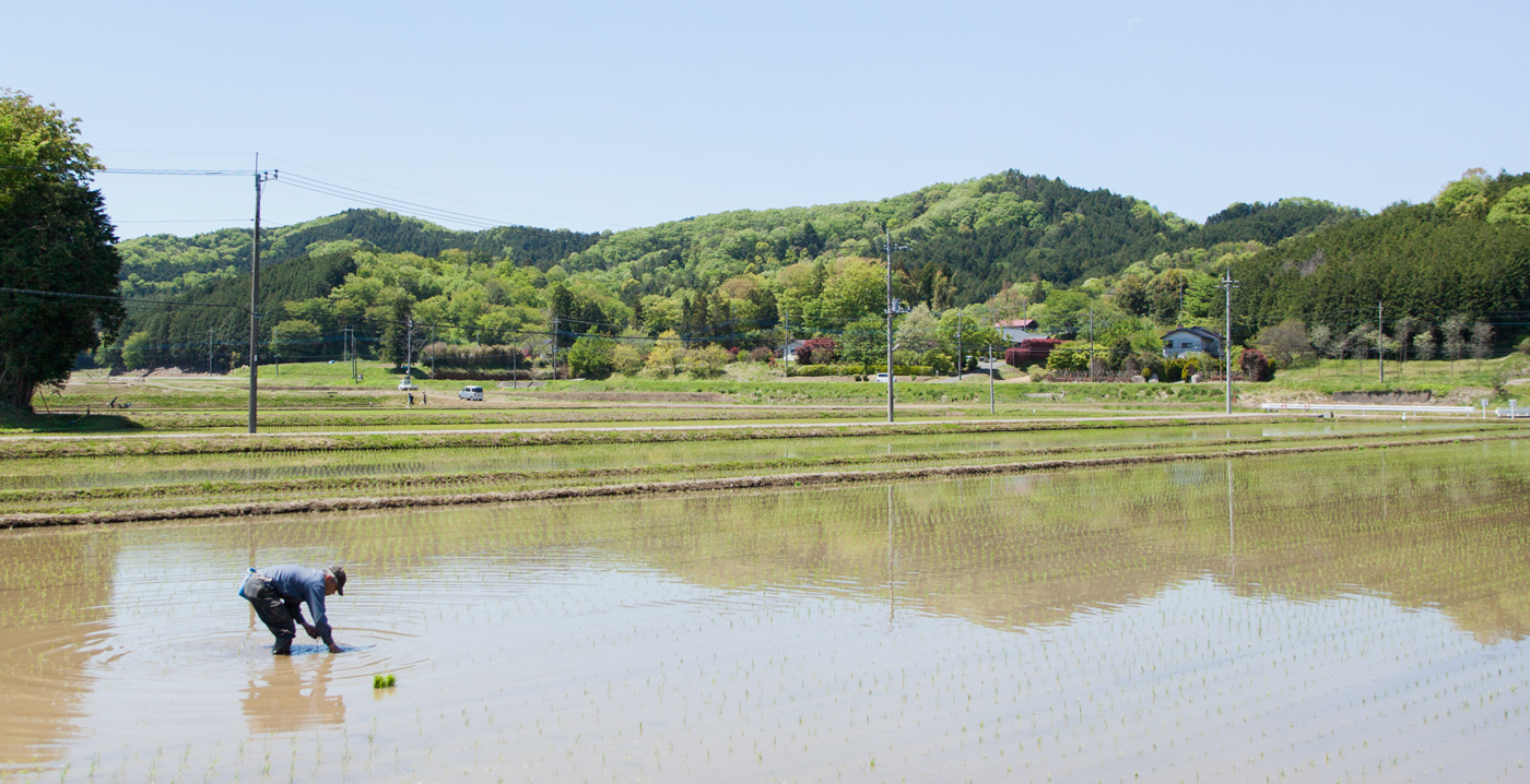 田植え