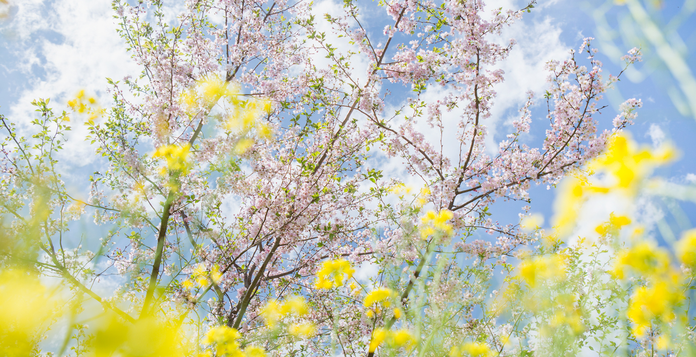 小宅の桜と菜の花