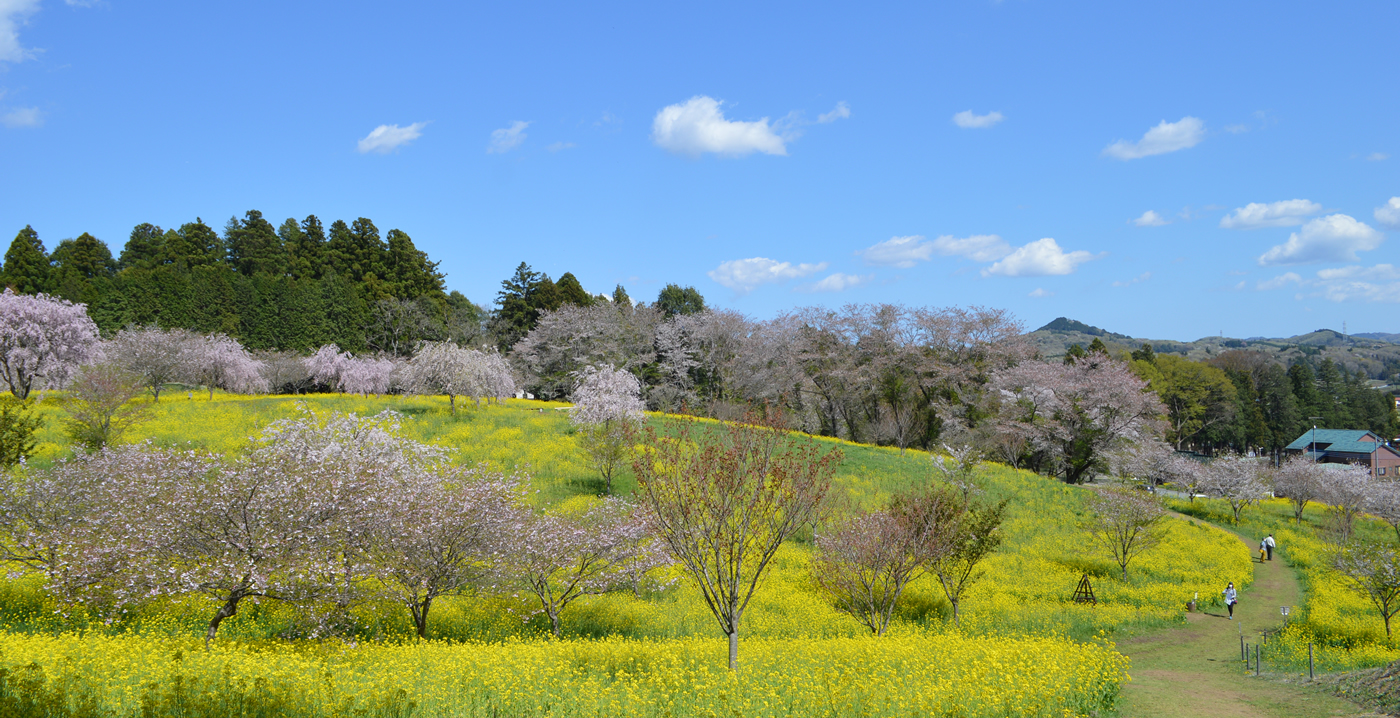 桜と菜の花