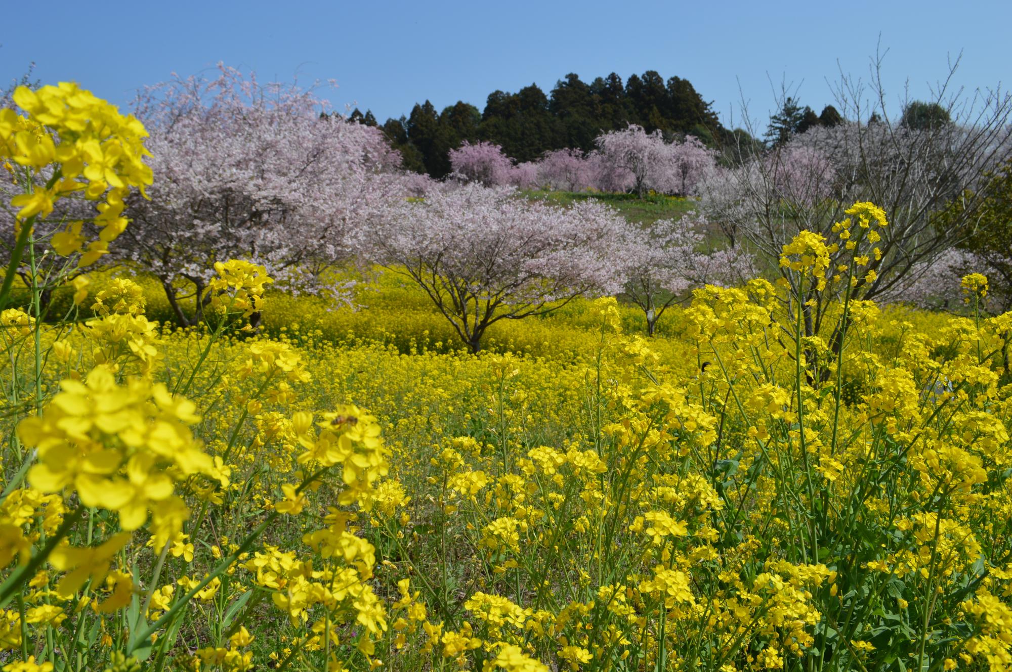 R8　菜の花・桜