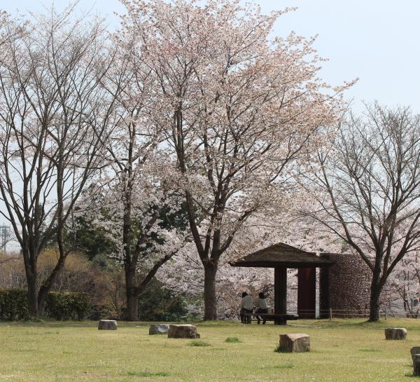 『桜』の画像